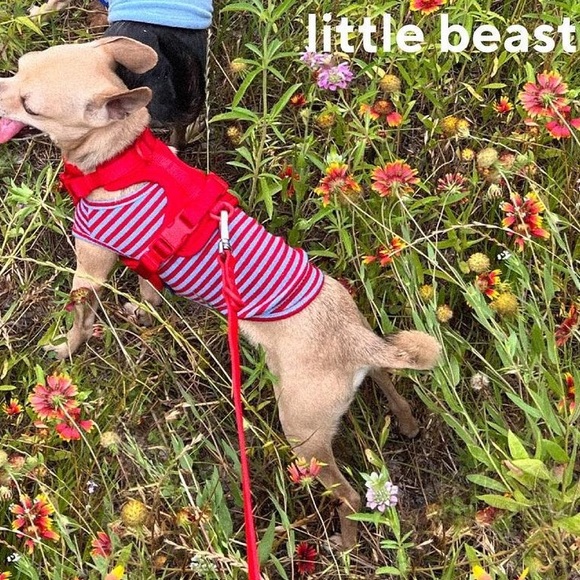 wild one Dog New Wild One Harness And Leash Red Set Size Xs Poshmark